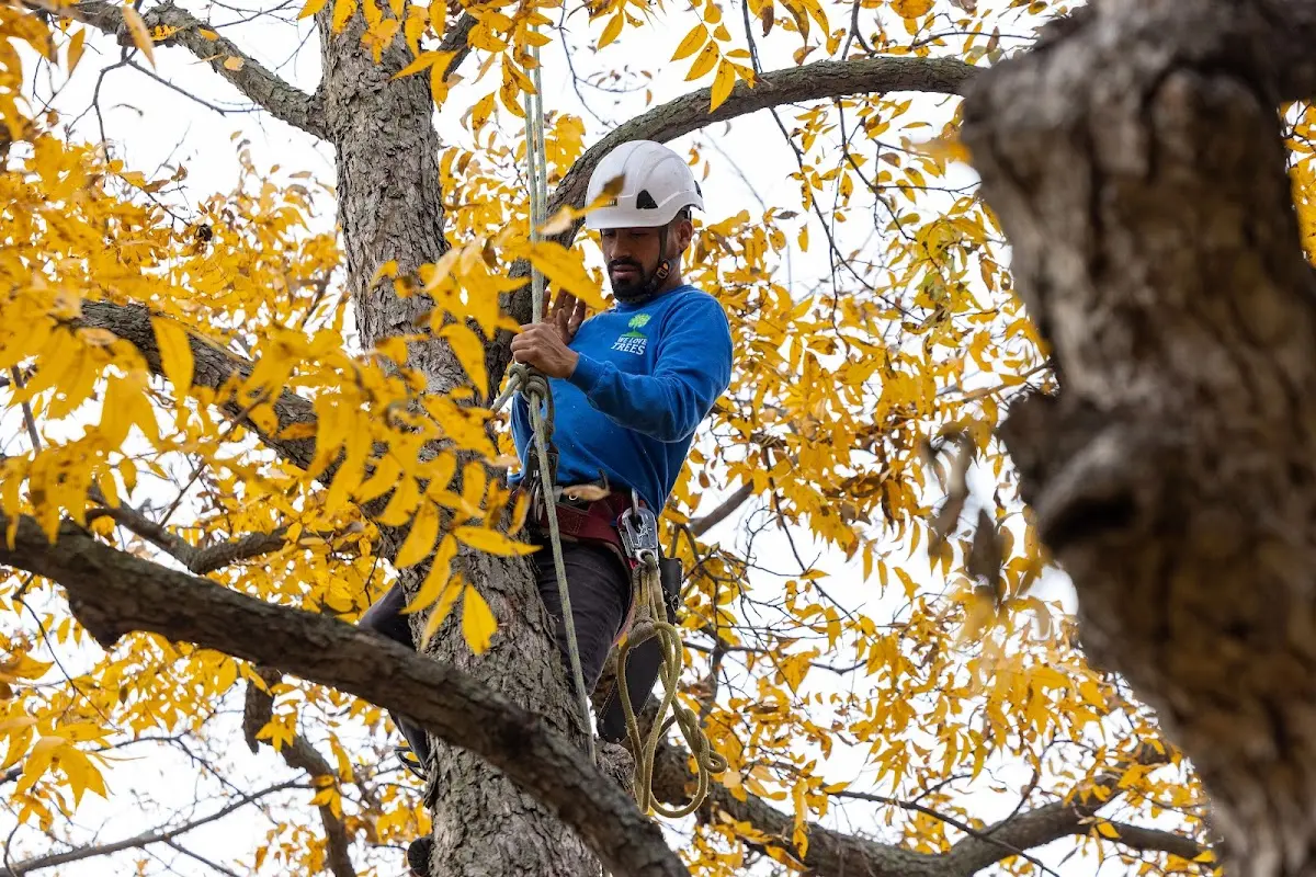 Skilled Tree Pruning crew working in Cowley