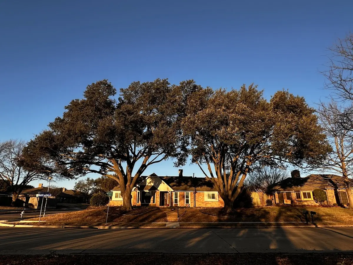 Established residential canopy tree shading a home in Cowley