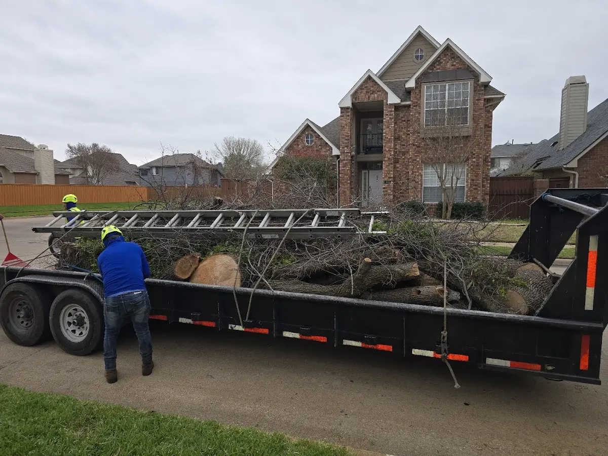 Expert Tree Removal with proper safety equipment in Cowley